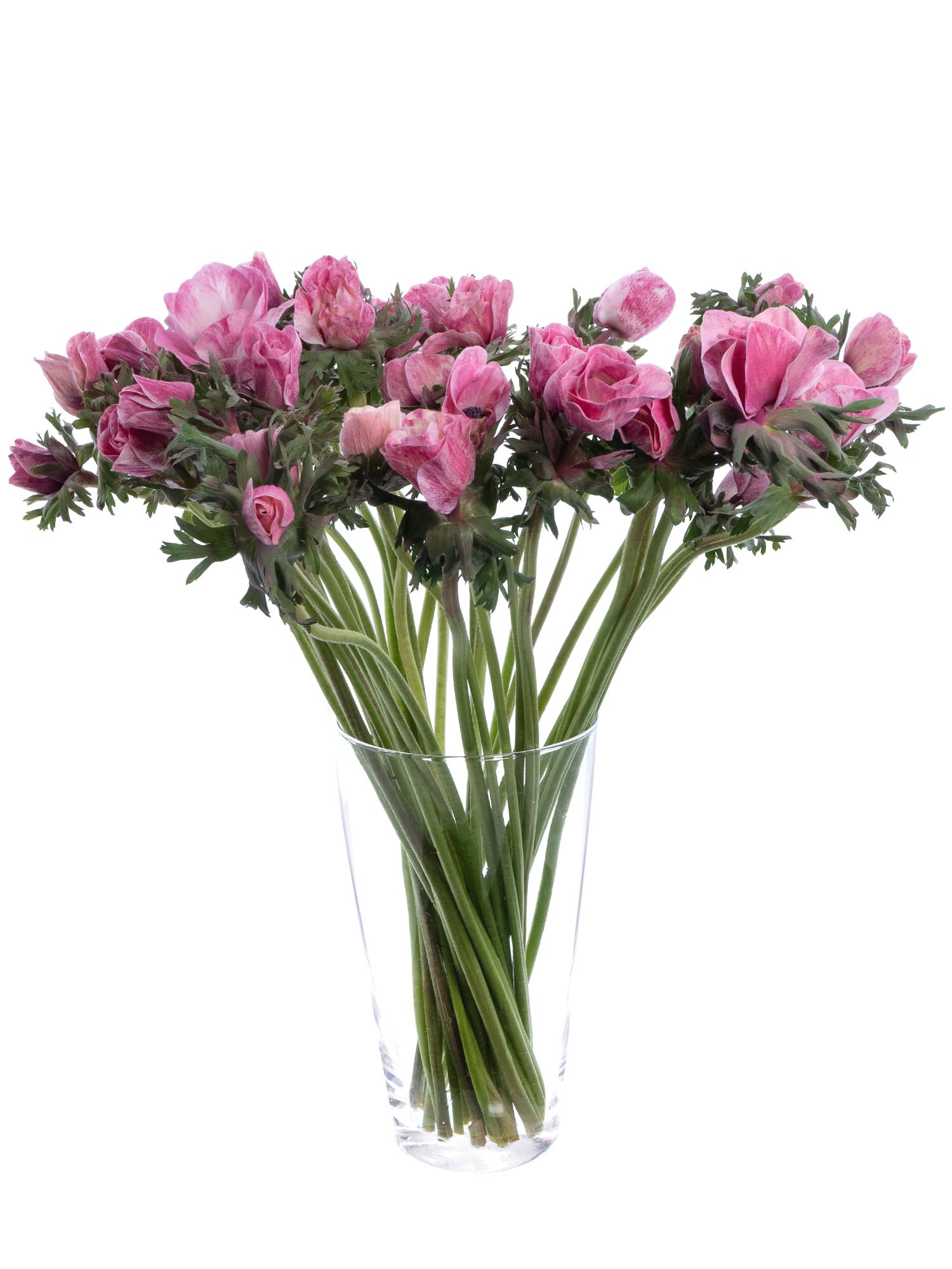 blumigo-anemonen-xl-mistral-powder-cerise-pink image 2