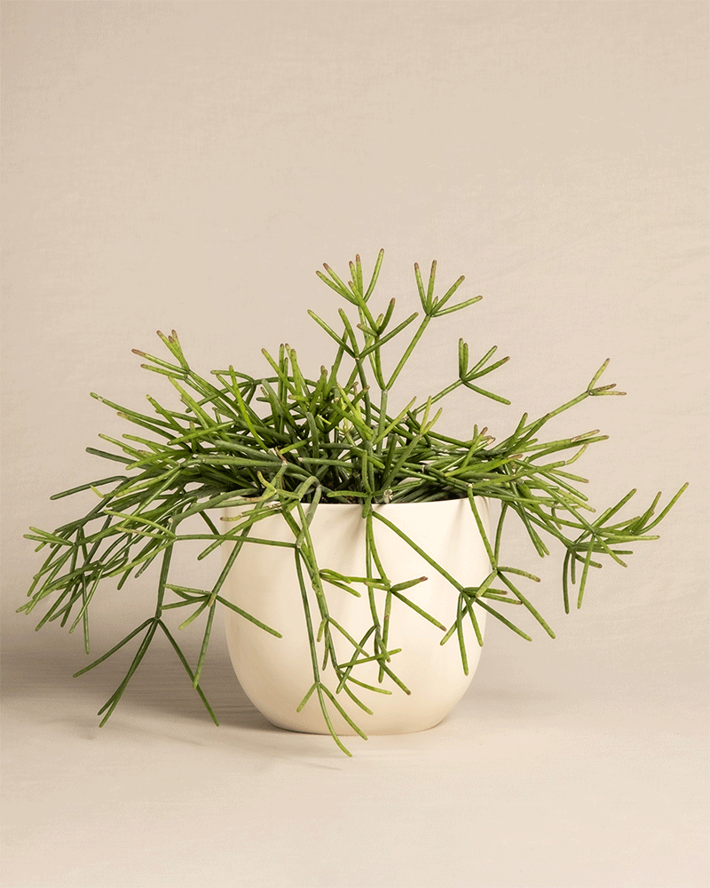 feey-variado-rhipsalis-neves-armondii-zimmerpflanze-ohne-bertopf image 6