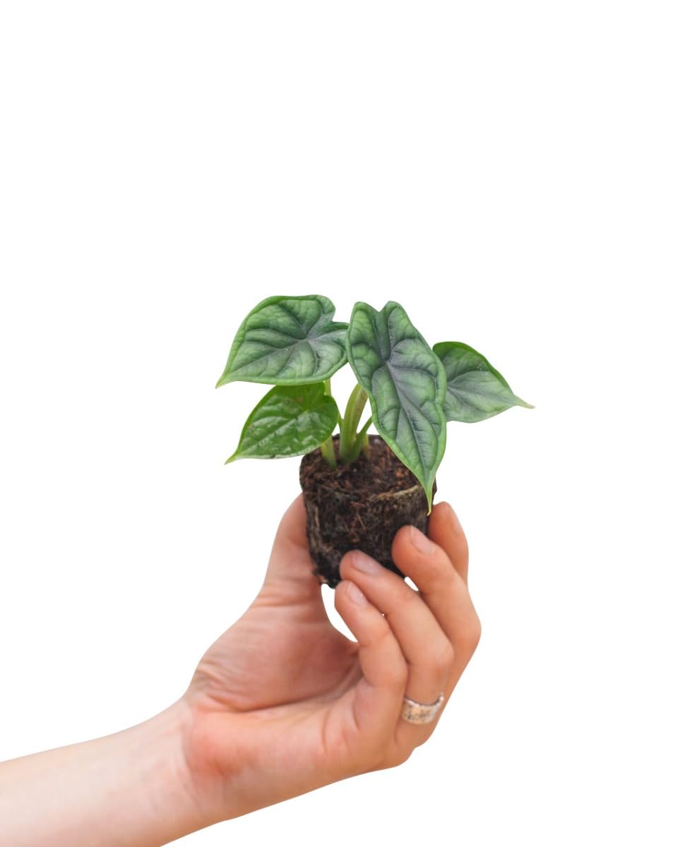 plnts-babyplnts-baby-alocasia-dragon-scale-20-cm image 7