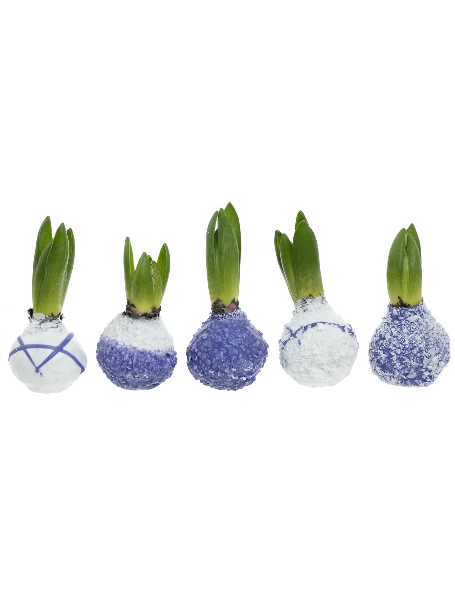 blumigo-fr-hlingsknollen-hyazinthenknollen-violett-gewachst image 2