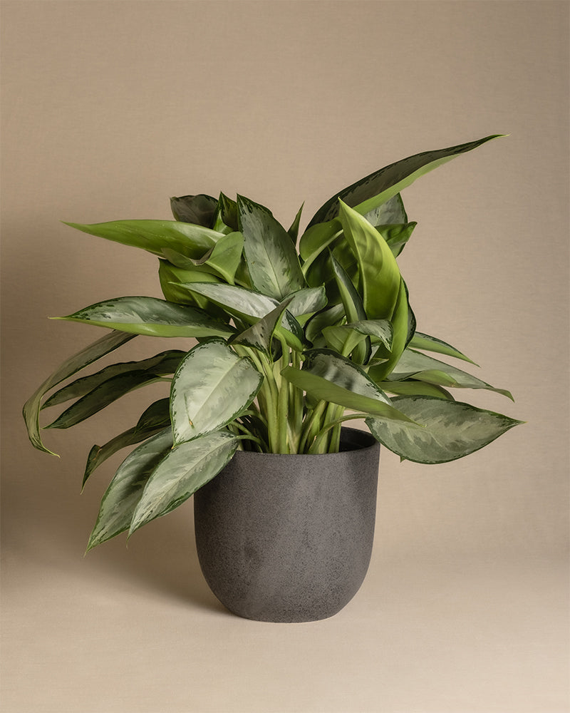 feey-variado-aglaonema-silverado-50-60-cm-ohne-bertopf image 5