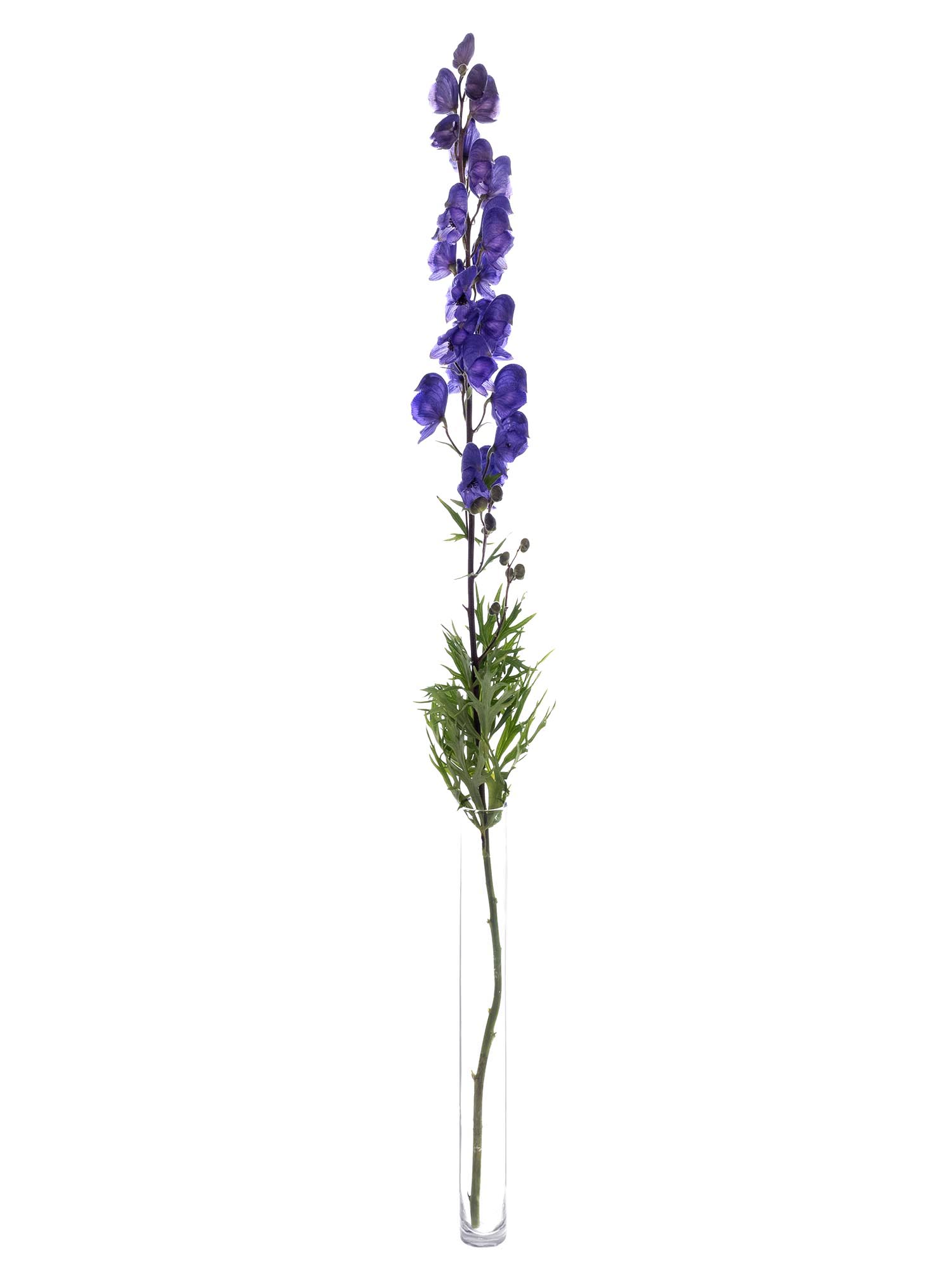 blumigo-blattwerk-eisenhut-napelius-schnittblume-blau-violett image 3