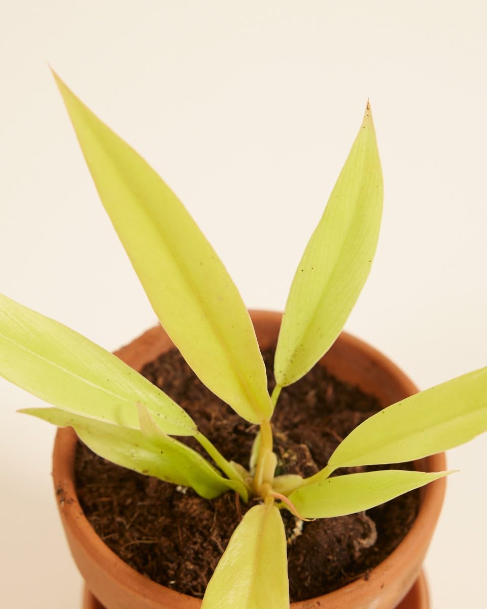 plnts-babyplnts-philodendron-golden-saw-zimmerpflanze-8cm-baby image 4
