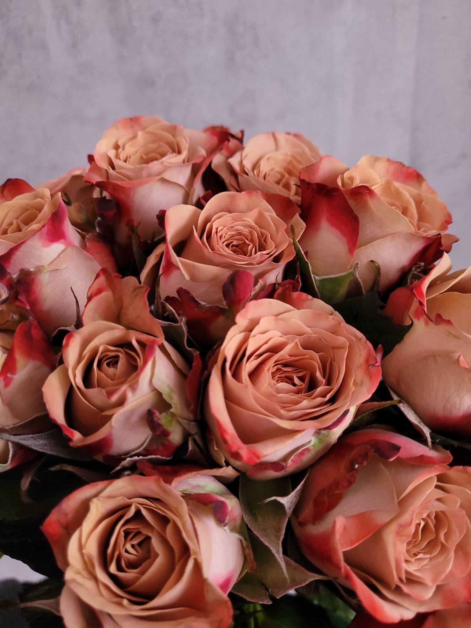 blumigo-rosen-cappuccino-schnittrose-creme-braun image 3