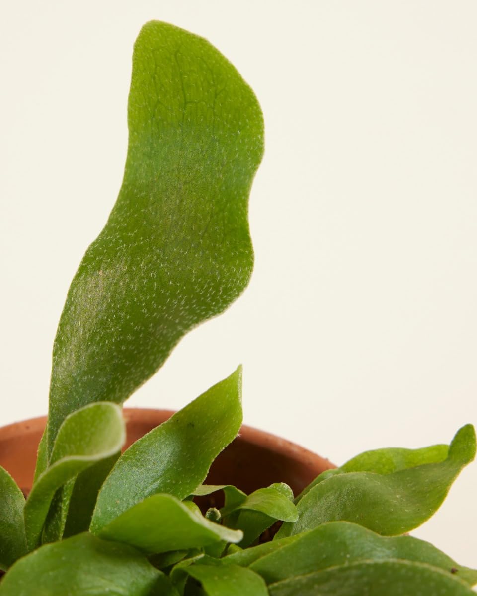 plnts-babyplnts-platycerium-bifurcatum-geweihfarn-10cm image 4
