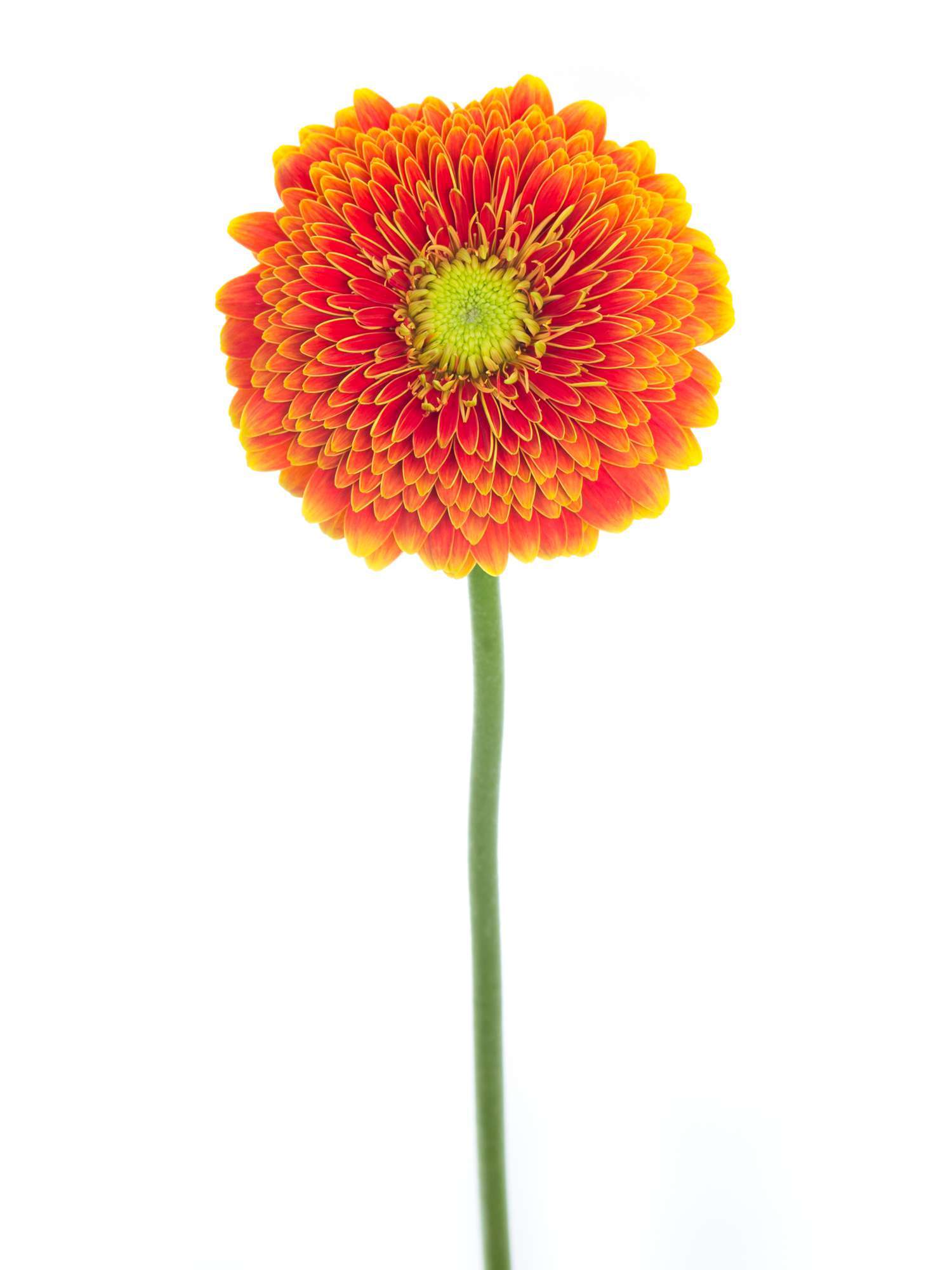 blumigo-gerbera-pomponi-singsing-schnittblume-orange-gelb image 2