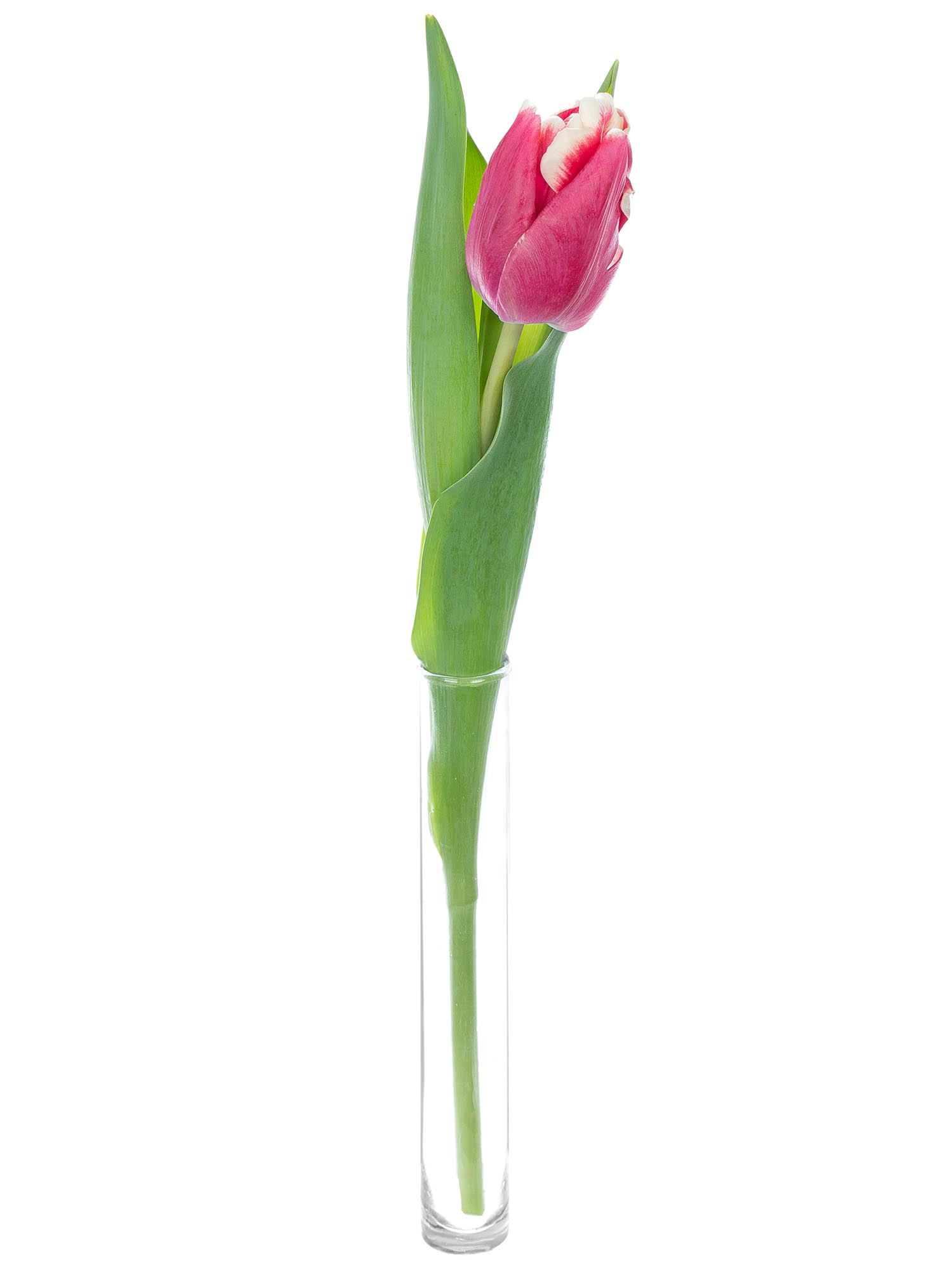 blumigo-tulpen-papageien-mix-schnittblume-gemischt image 3