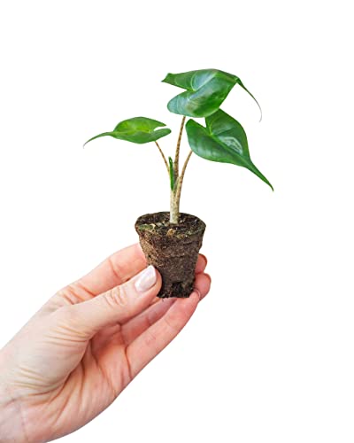 plnts-babyplnts-baby-alocasia-stingray-zimmerpflanze-25-cm image 7