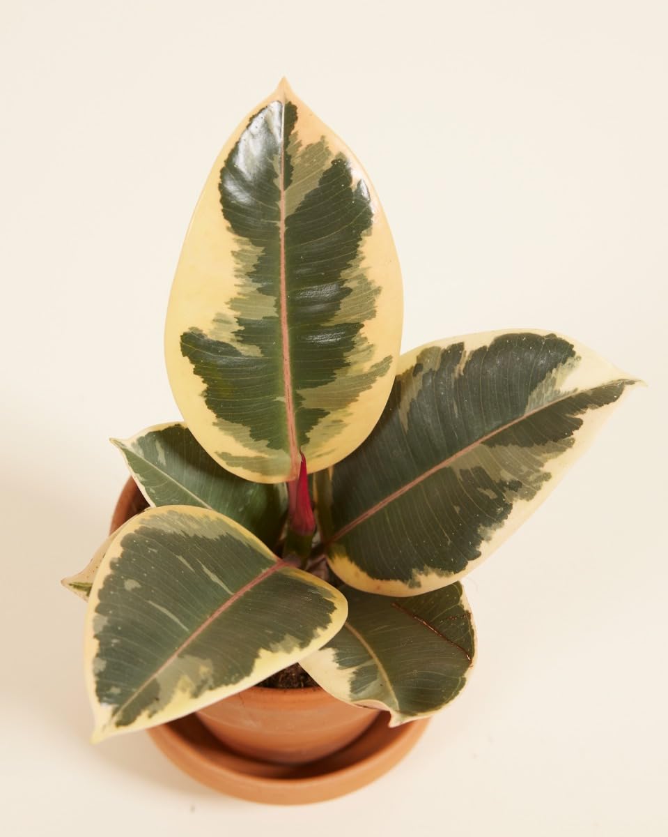 plnts-babyplnts-ficus-tineke-gummibaum-6cm-topf-15cm image 4