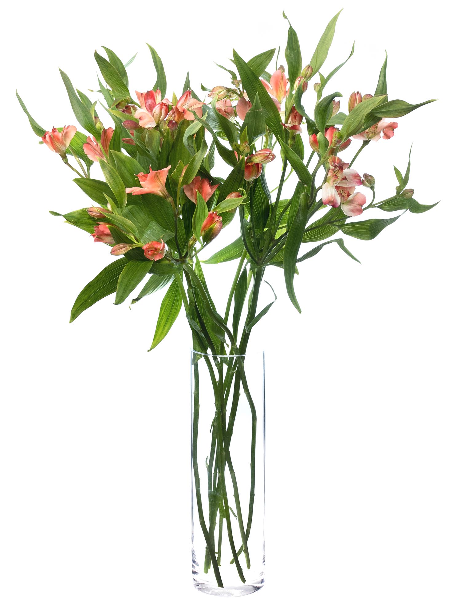 blumigo-alstromerien-florinca-giovanna-apricot-rosa-stiel image 2