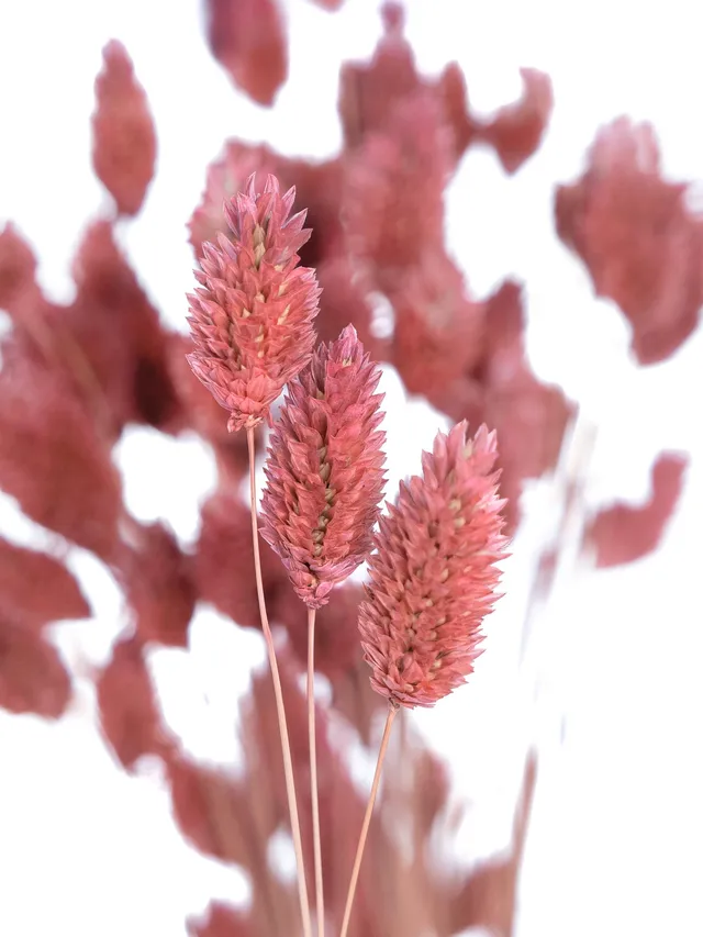 blumigo-phalaris-glanzgras-pink-trockenblumen image 1