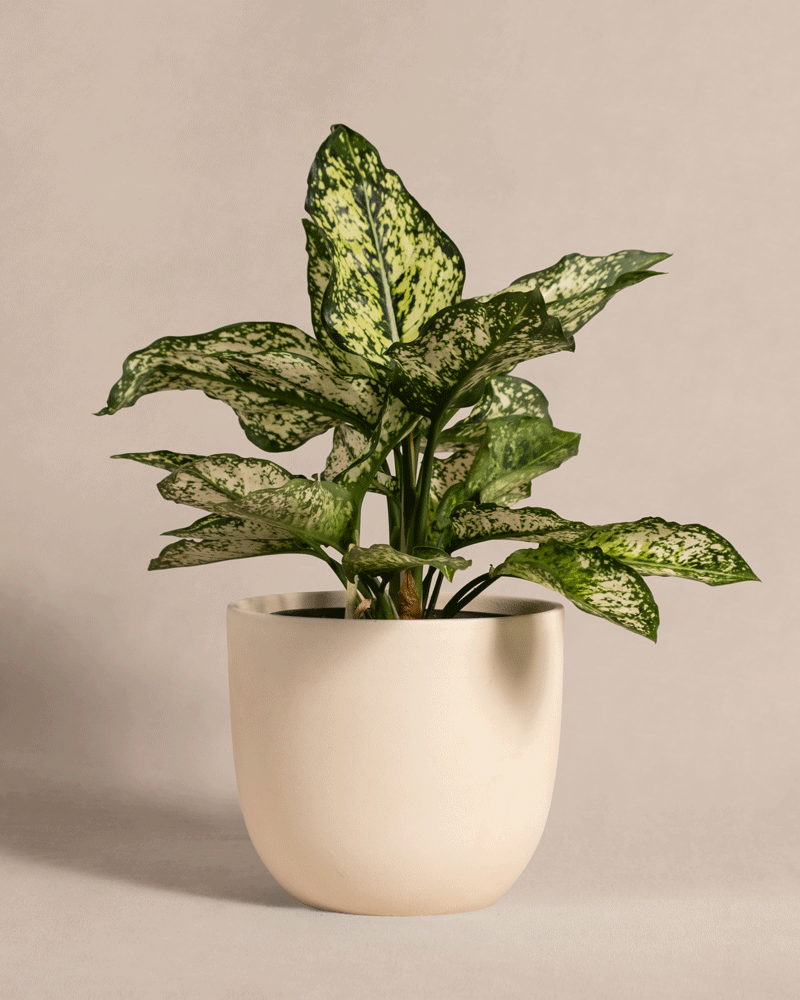 feey-variado-aglaonema-kiwi-zimmerpflanze-ohne-bertopf image 5