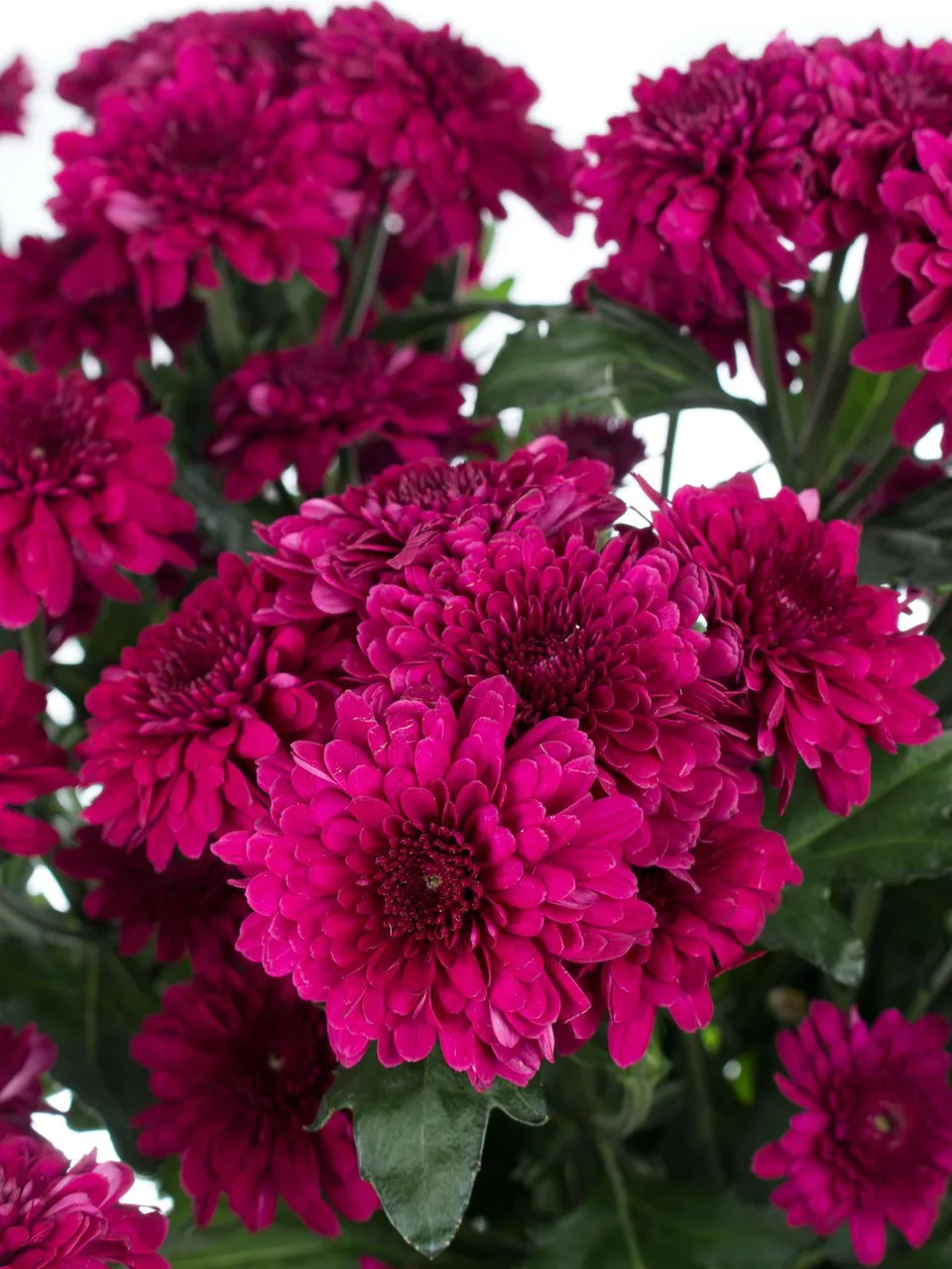 blumigo-chrysanthemen-barca-pink-violette-schnittblume image 1