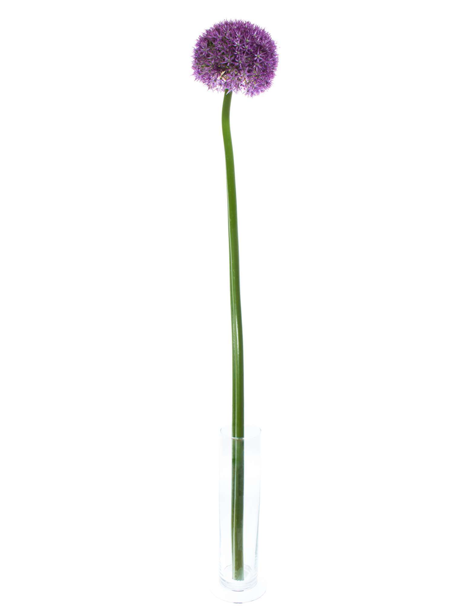 blumigo-fr-hlingsknollen-allium-xxl-giganteum-schnittblume-lila image 2