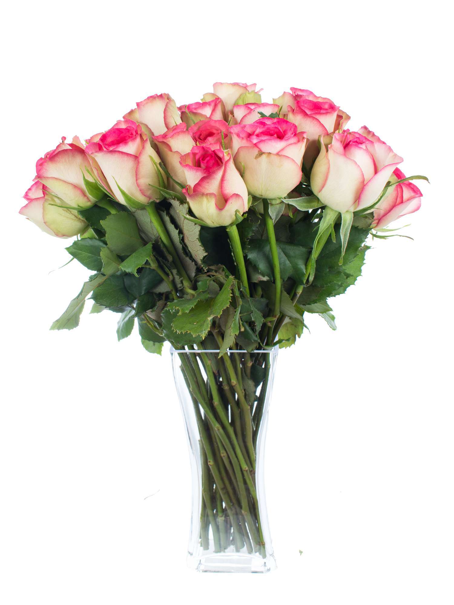blumigo-rosen-glow-creme-pink-schnittrose image 2