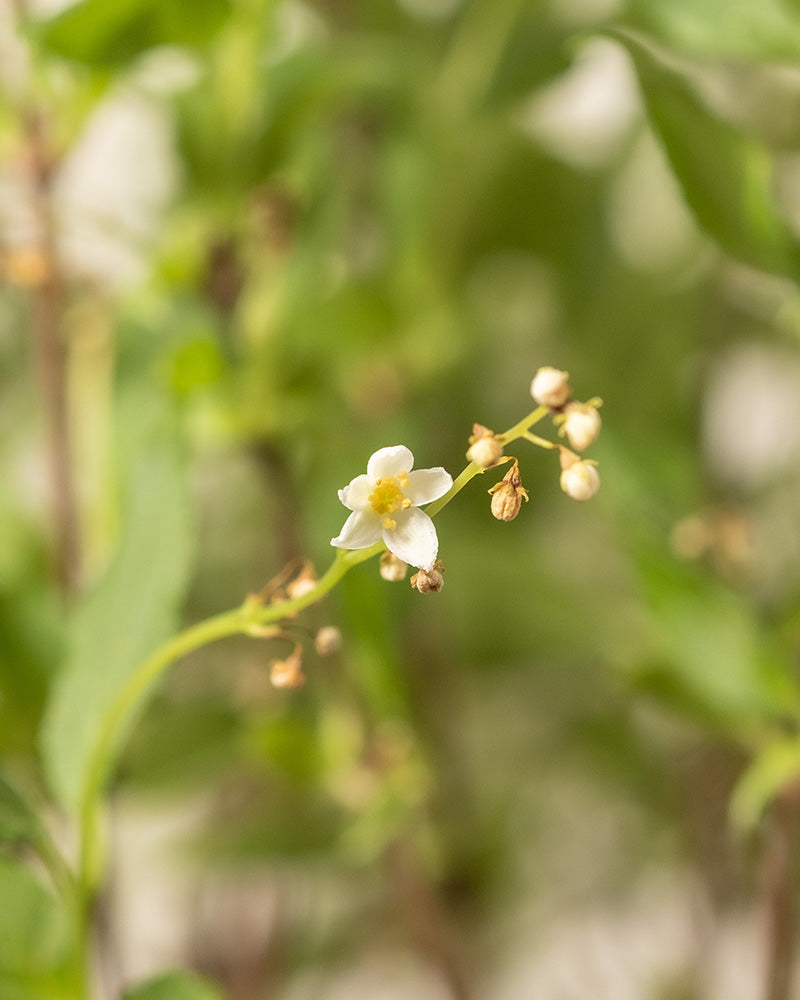 feey-amsterdam-deutzia-gracilis-bl-tenstrauch-ohne-topf image 7