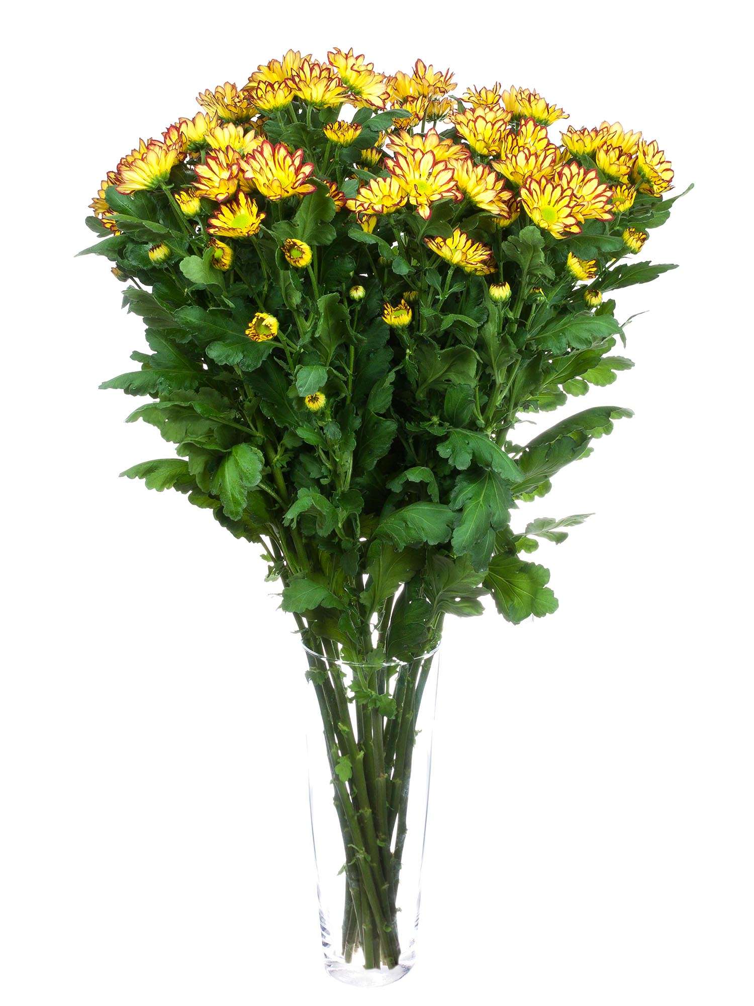 blumigo-chrysanthemen-roma-festa-gelb-rot-schnittblume image 2