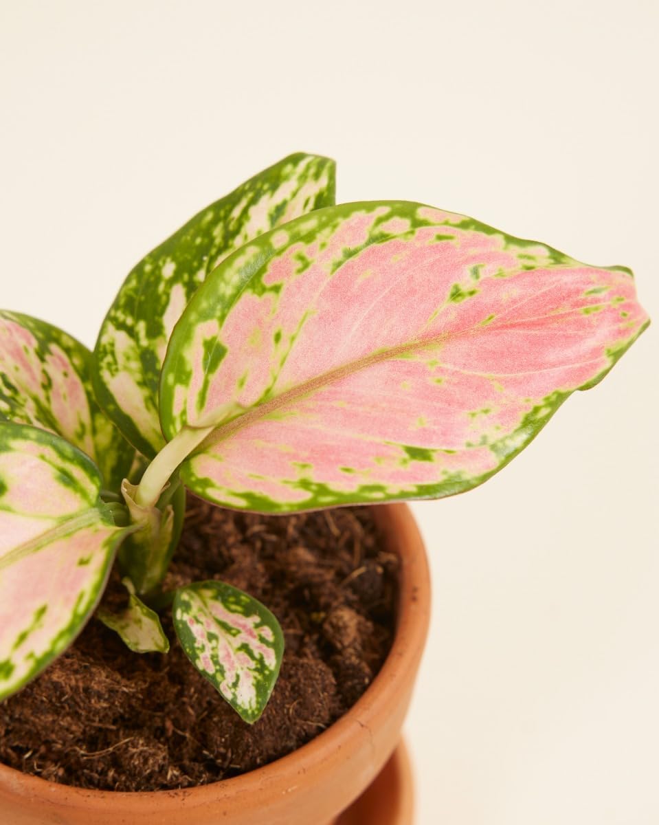 plnts-babyplnts-aglaonema-red-valentine-zimmerpflanze-15-cm image 3