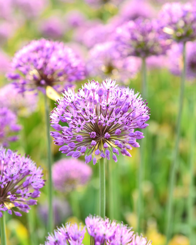 feey-amsterdam-allium-blumenzwiebeln-lila-2-stk-bienenfreundlich image 4