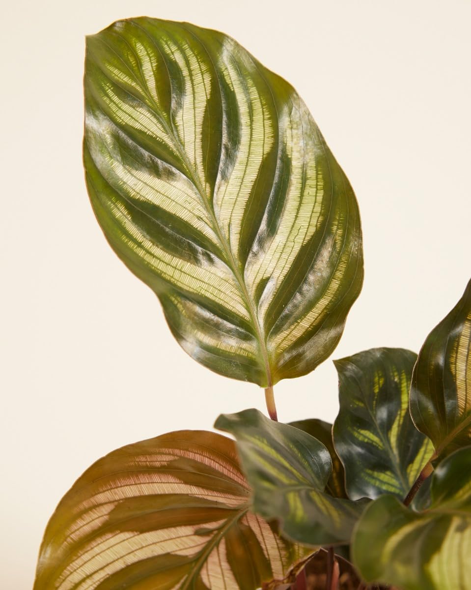 plnts-babyplnts-baby-calathea-makoyana-mini-10cm-haustierfreundlich image 3