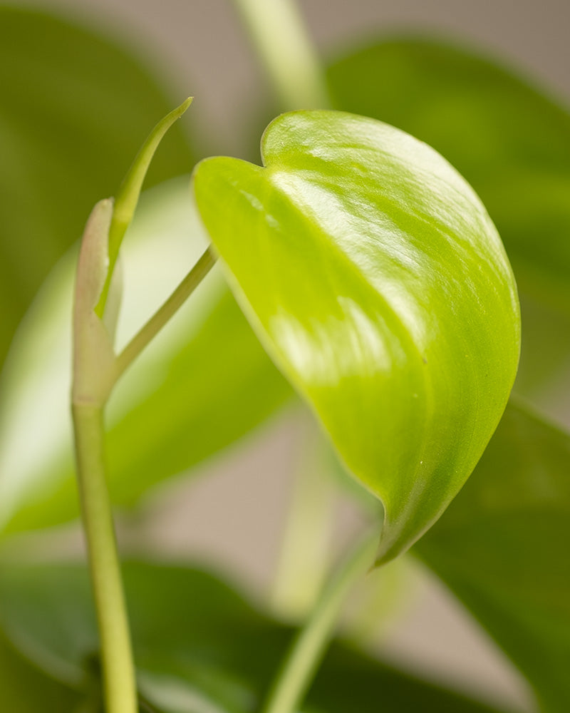 feey-variado-philodendron-scandens-h-ngepflanze-ohne-bertopf image 2
