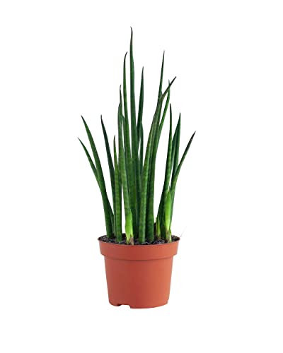 plnts-rareplnts-sansevieria-fernwood-mikado-zimmerpflanze-30-cm-pflegeleicht image 6