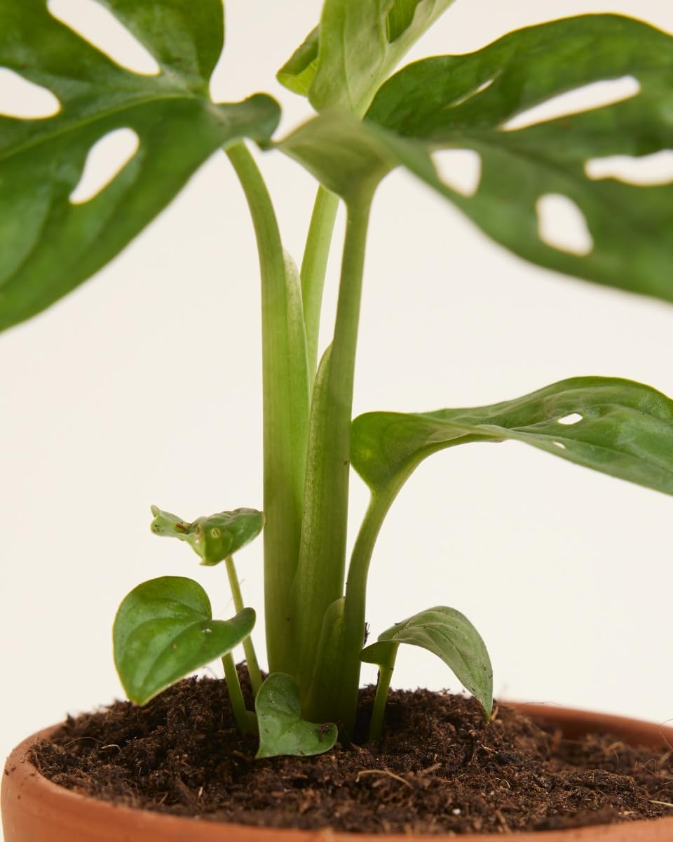 plnts-babyplnts-monstera-adansonii-zimmerpflanze-15-cm image 5