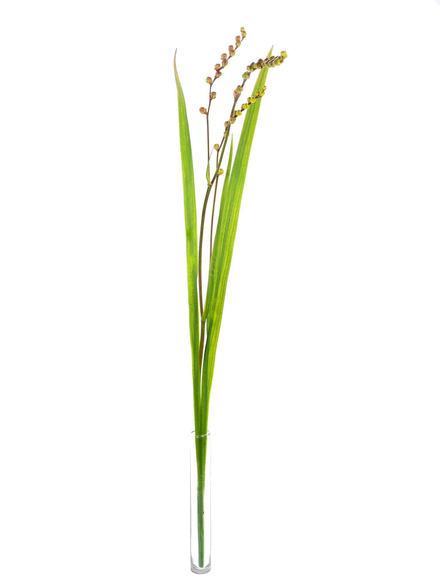 blumigo-blattwerk-crocosmia-fruchtst-ngel-gr-n-gelb-stiel image 3