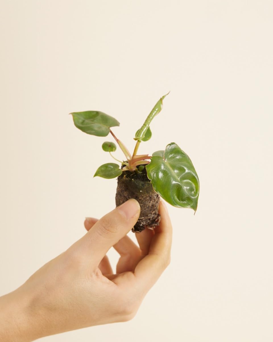 plnts-babyplnts-philodendron-billietiae-baby-4cm-10cm image 2