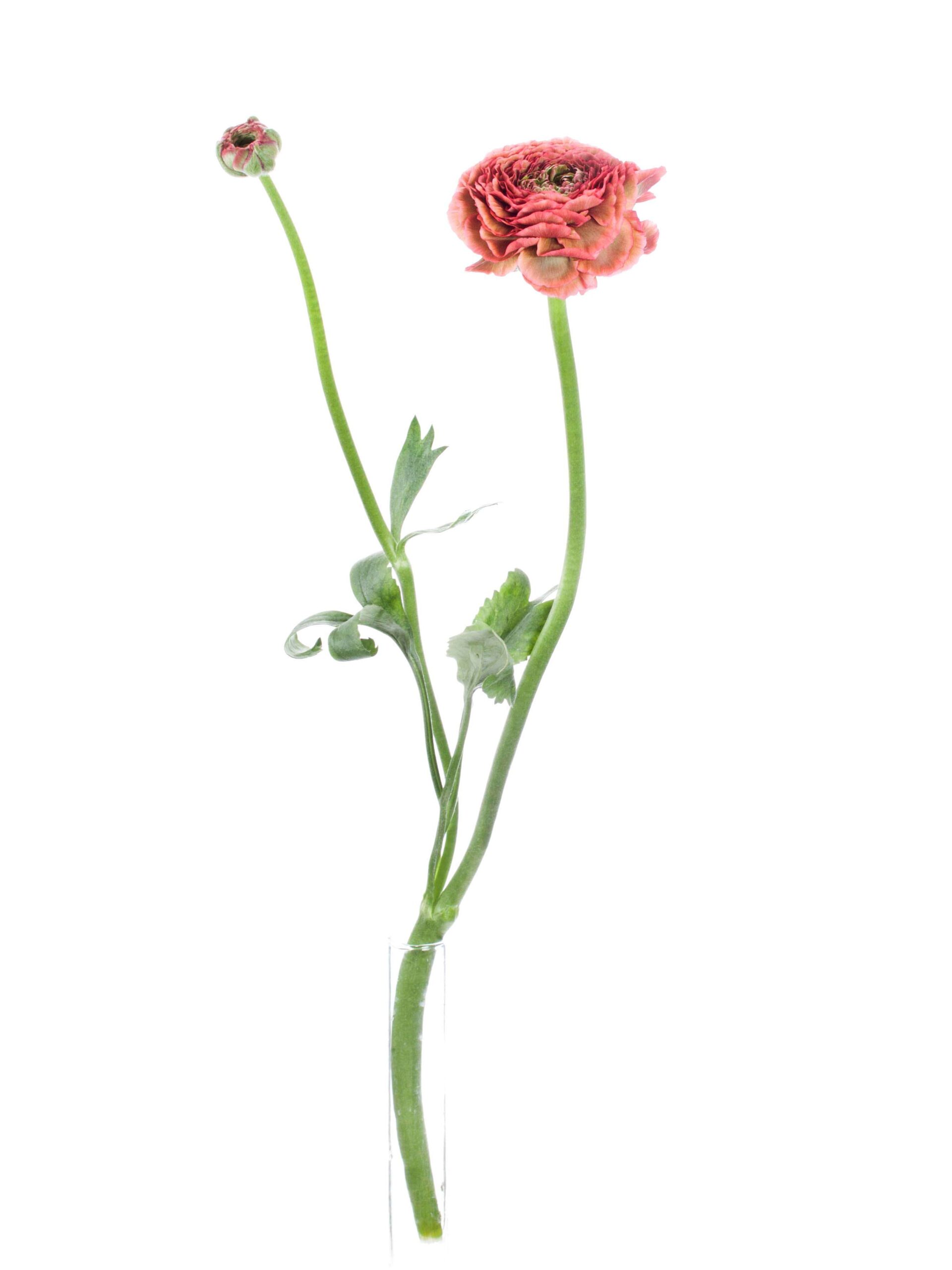 blumigo-ranunkeln-xl-ponpon-minerva-schnittblume-rot-gr-n image 3