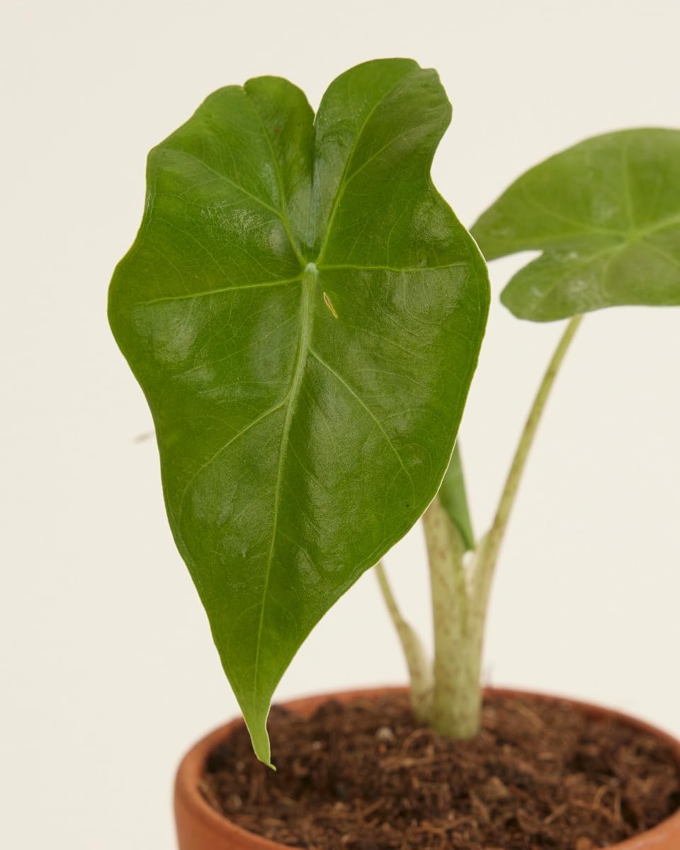 plnts-babyplnts-alocasia-portodora-zimmerpflanze-20-cm-gr-n image 3