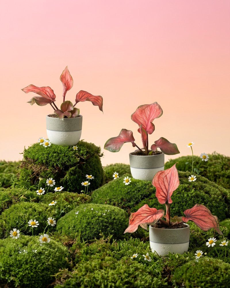 feey-variado-baby-caladium-lucia-3er-set-ohne-bertopf-pink image 1