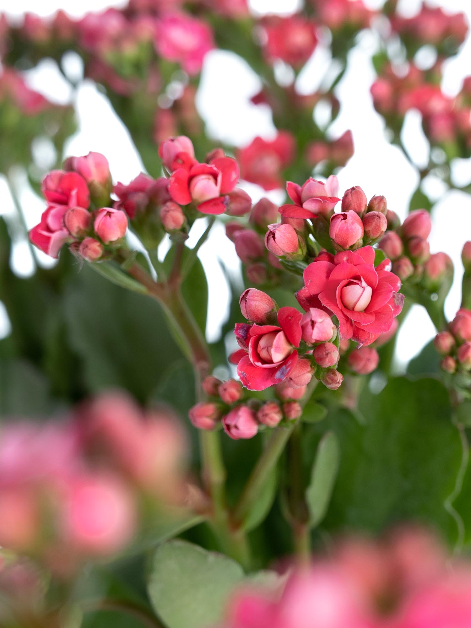 blumigo-blattwerk-kalanchoe-pink-meadow-bindegr-n-pink image 1