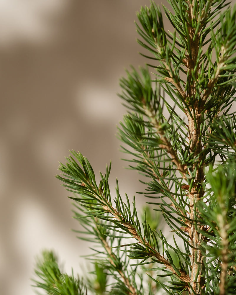 feey-amsterdam-tannenbaum-aussenpflanze-ohne-topf-winterhart image 6