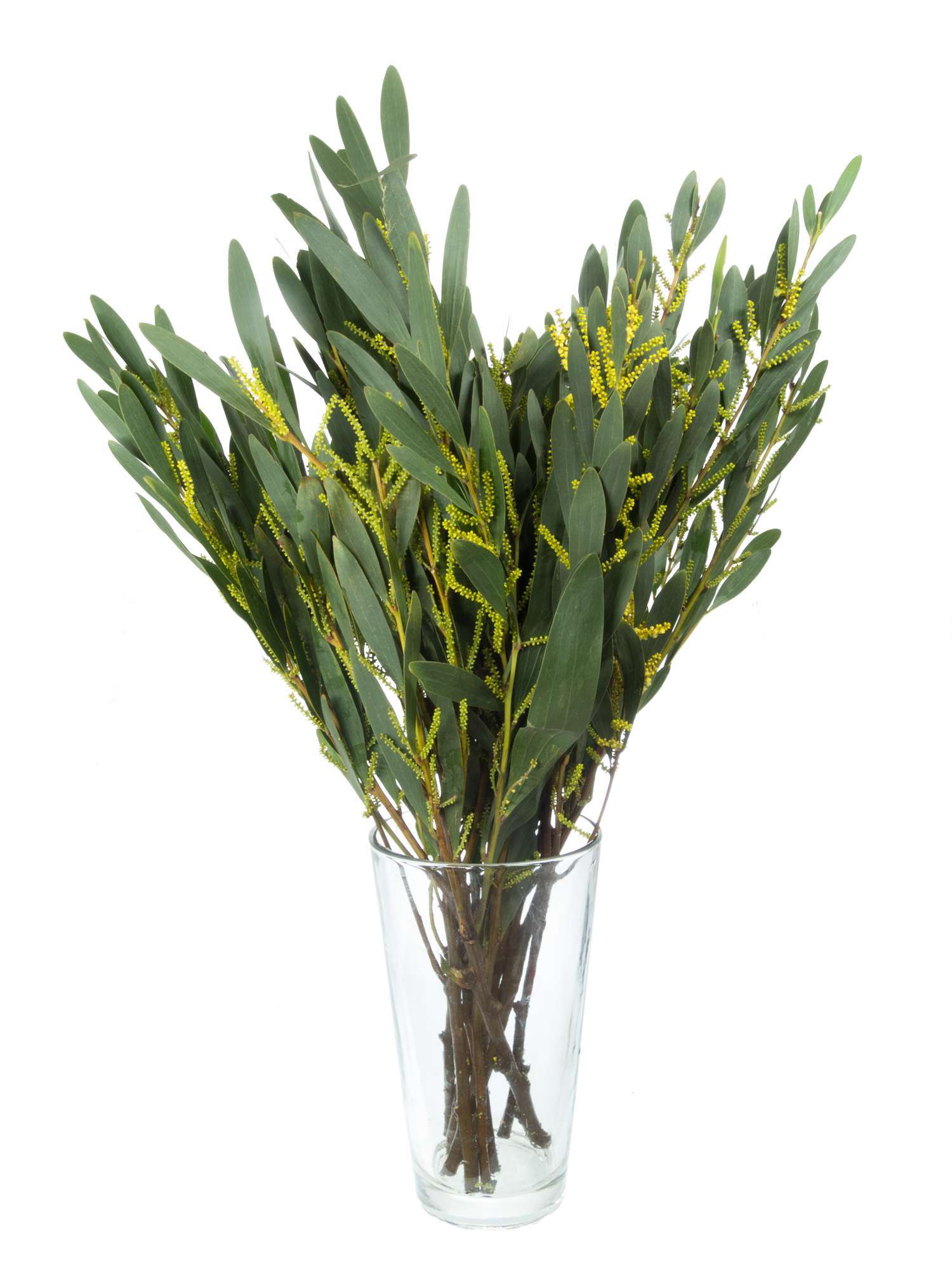 blumigo-exklusives-greenery-silber-akazie-schnittgr-n-falsche-mimose image 2