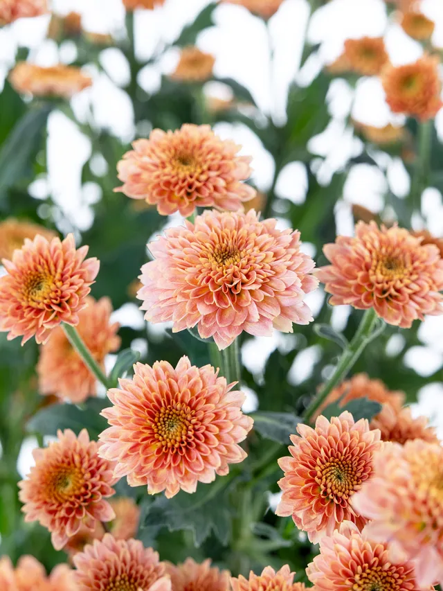 blumigo-santinis-ellison-salmon-chrysantheme-apricot-einzelstiel image 1