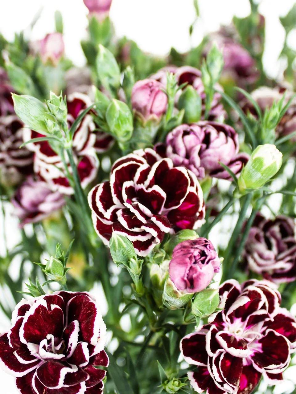 blumigo-nelken-black-jack-schnittblume-violett-schwarz image 1