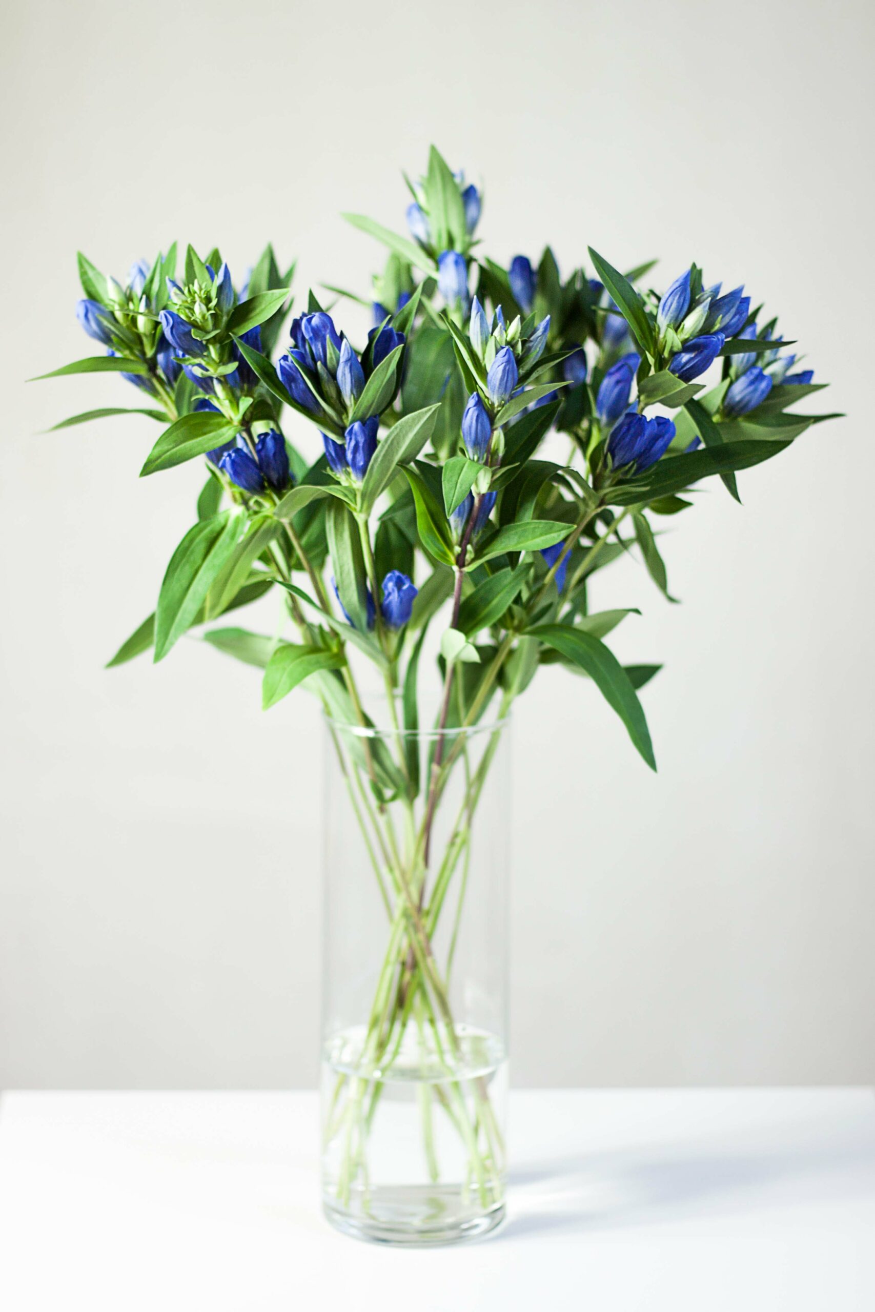 blumigo-blattwerk-enzian-blue-sky-stiel-blau image 2