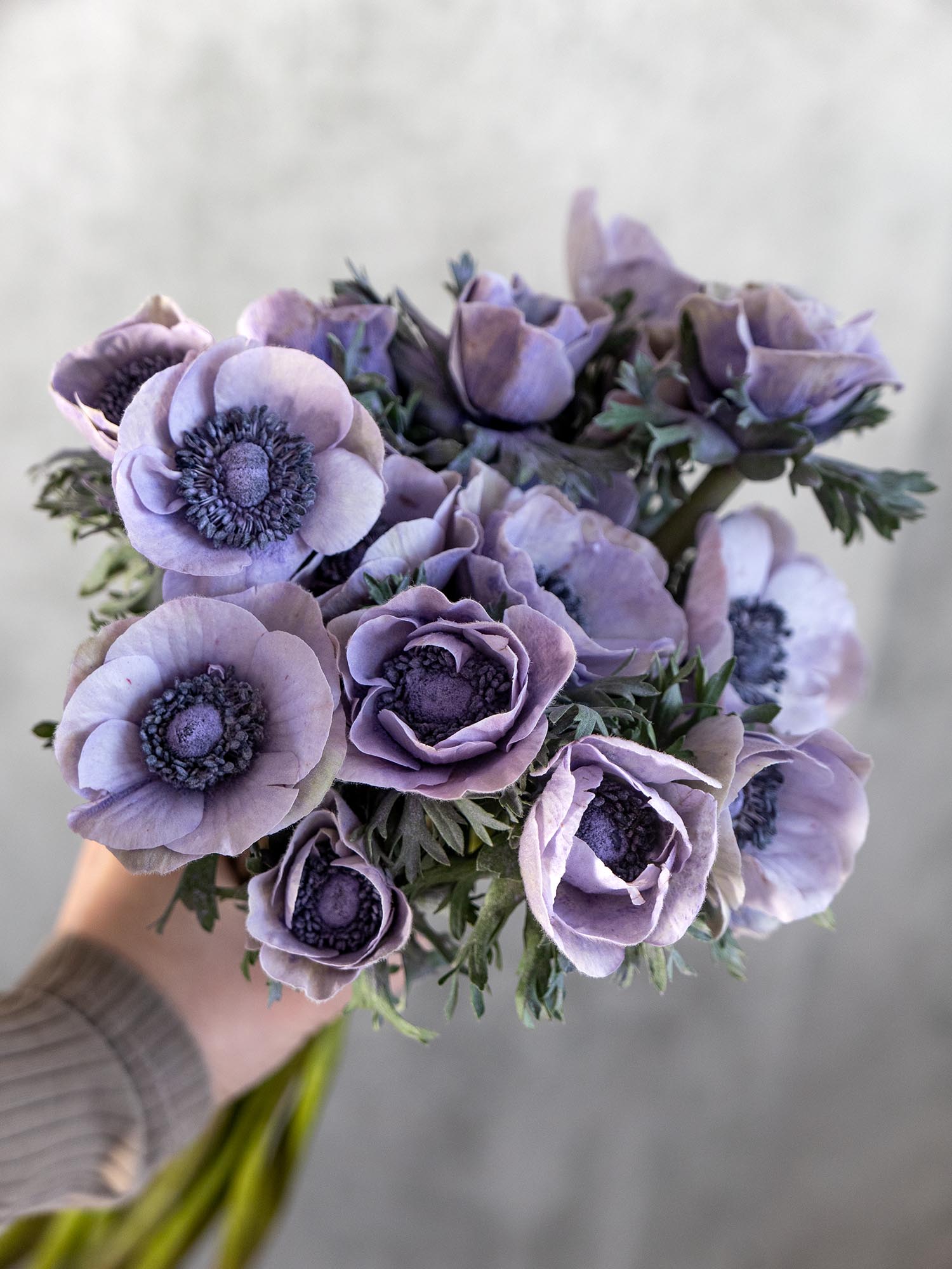 blumigo-anemonen-mistral-powder-lavendel-xl-hellviolett image 5