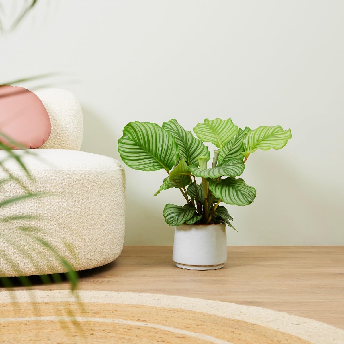 plnts-calathea-orbifolia-zimmerpflanze-60-cm-19-cm-topf image 7