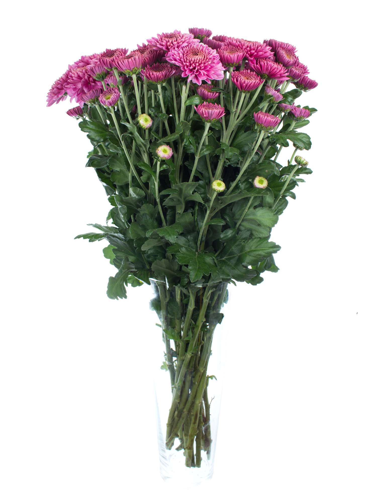 blumigo-herbstdeko-blenda-purple-herbstastern-violett-schnittblume image 2