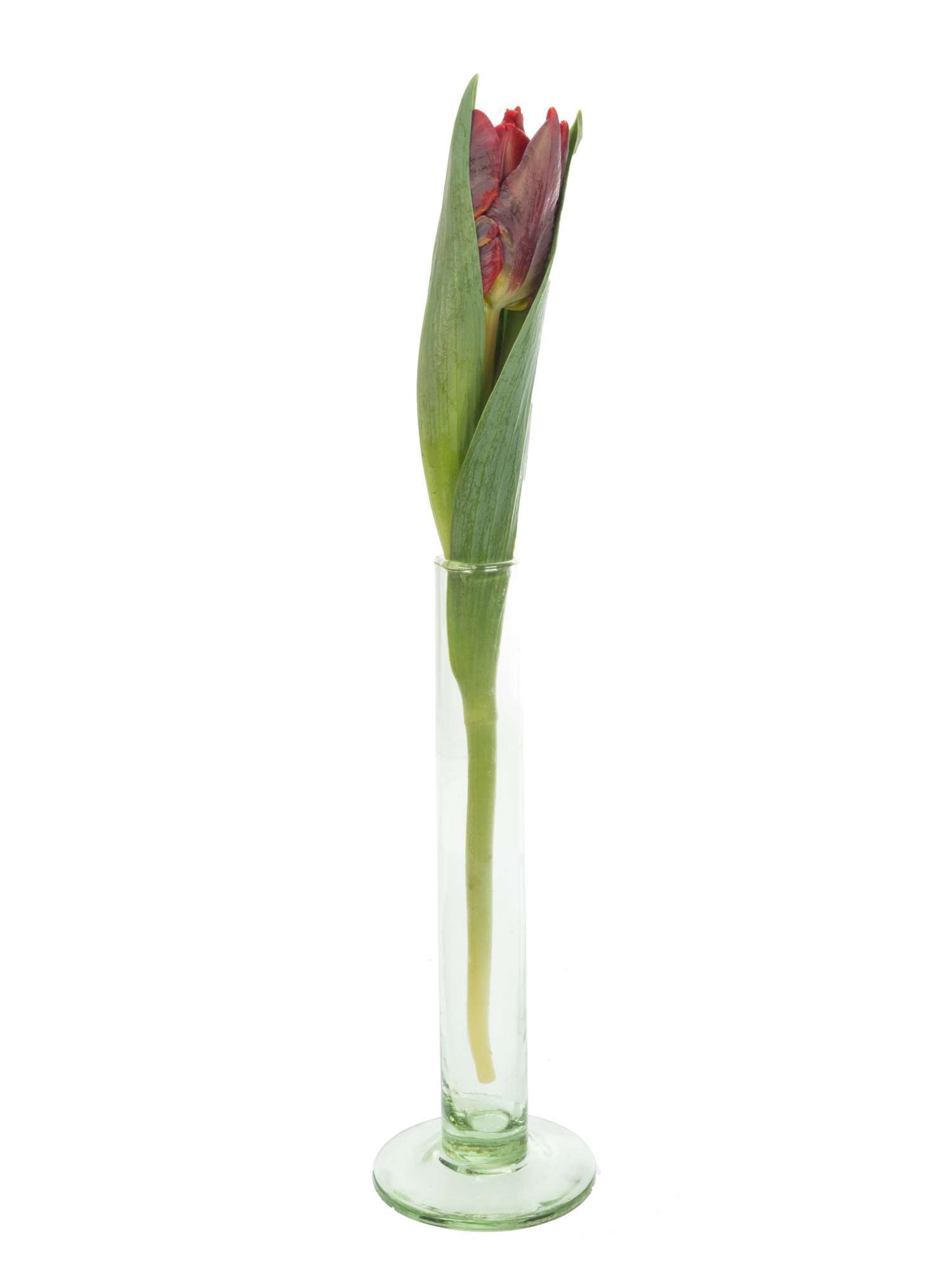 blumigo-rococo-tulpen-papagei-rot-frisch-haltbar image 3