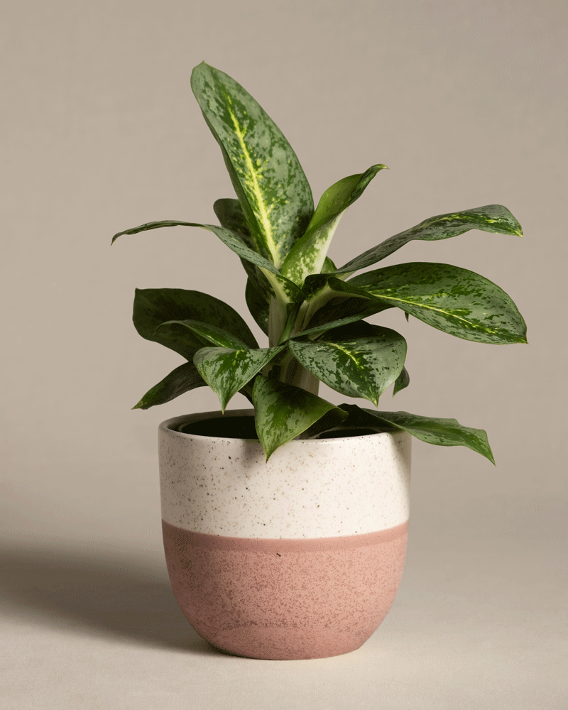 feey-variado-aglaonema-lemon-mint-zimmerpflanze-o-bertopf image 5