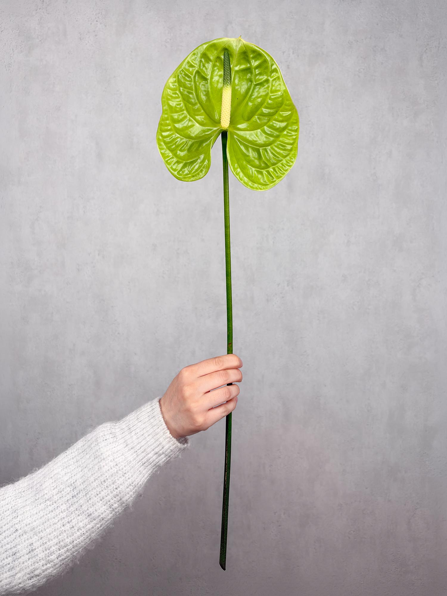 blumigo-anthurie-midori-schnittblume-gr-n-bindegr-n image 1
