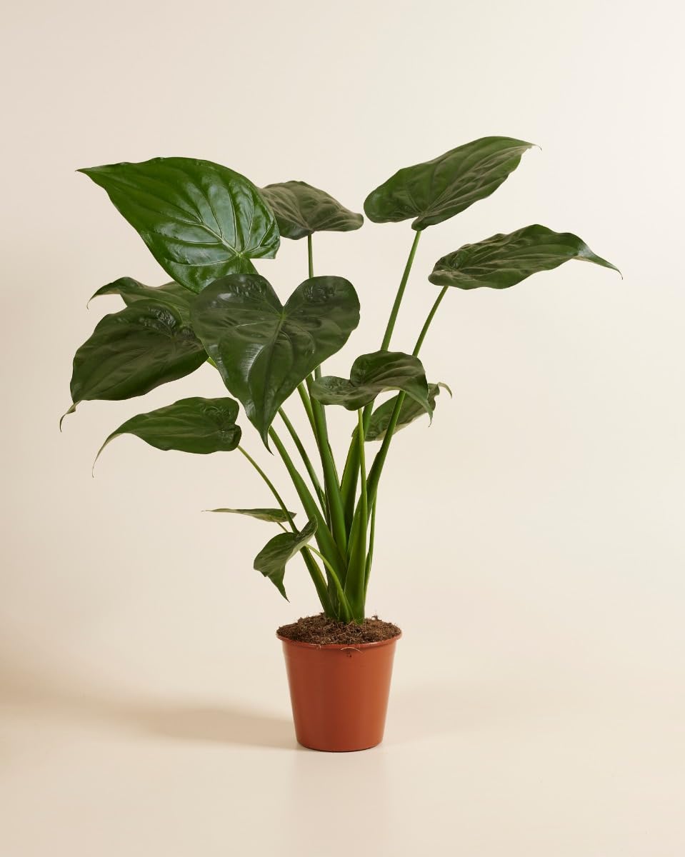 plnts-rareplnts-alocasia-cucullata-zimmerpflanze-65-cm-pfeilblatt image 2
