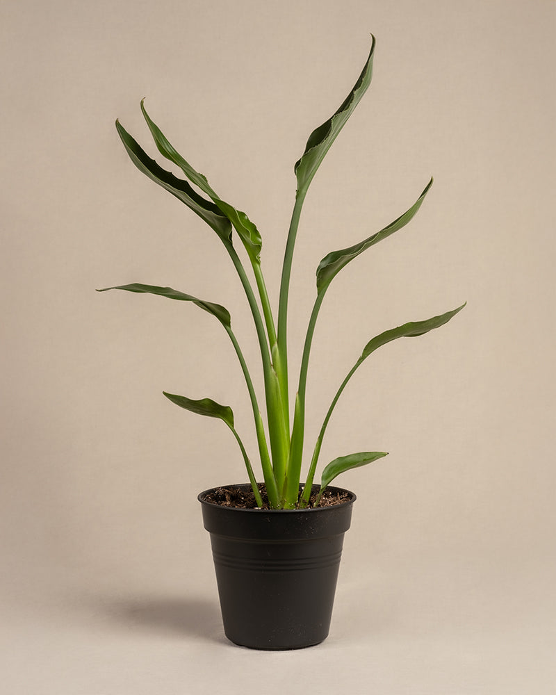 feey-variado-strelitzia-reginae-zimmerpflanze-ohne-bertopf-viel-licht image 3