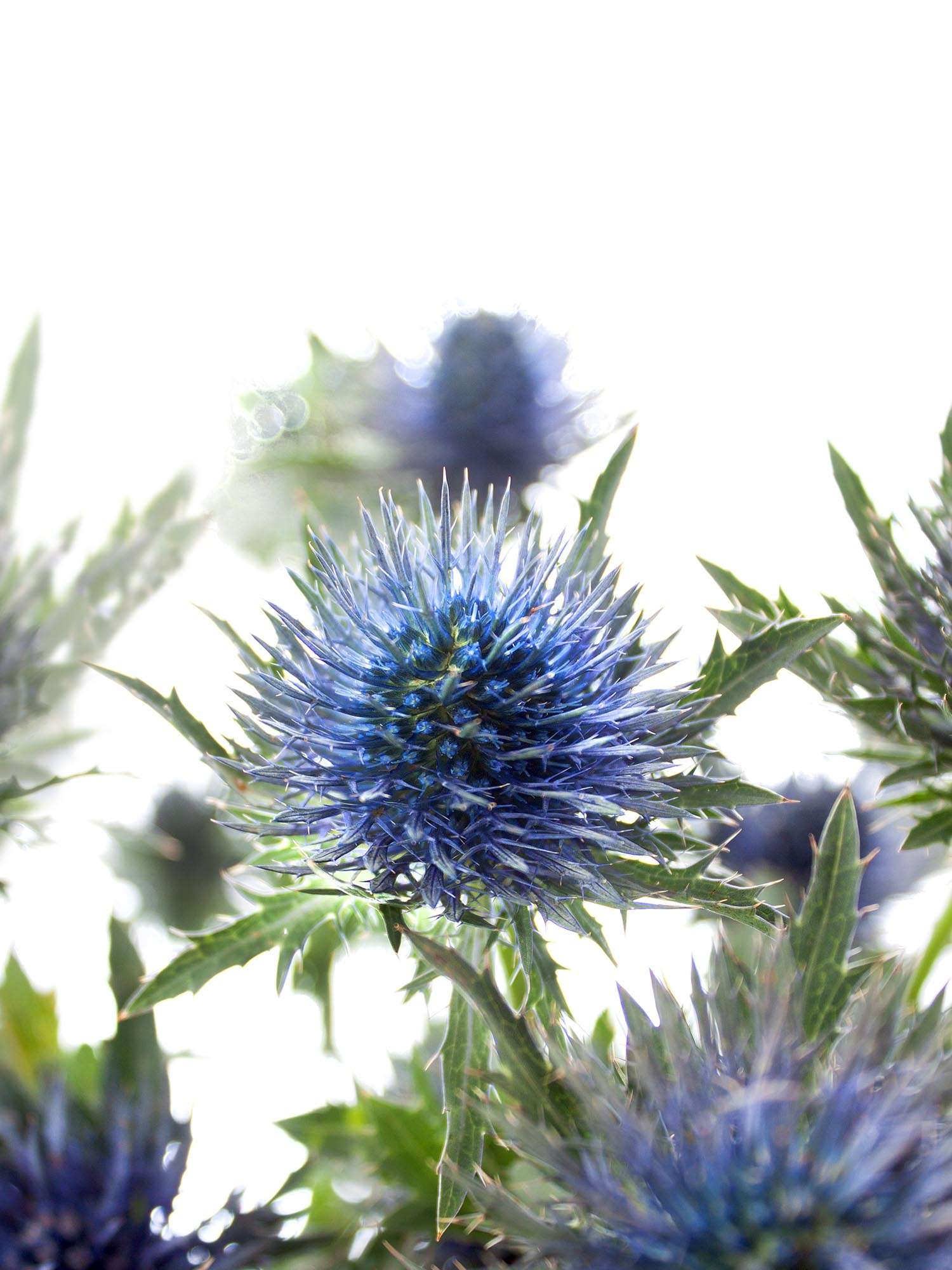 blumigo-disteln-magnetar-qstar-schnittblume-blau image 3