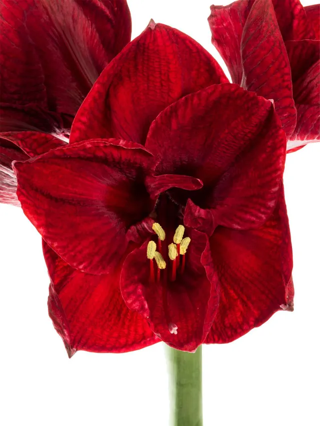 blumigo-amaryllis-tinto-night-schnittblume-dunkelrot-f-r-bodenvase image 1