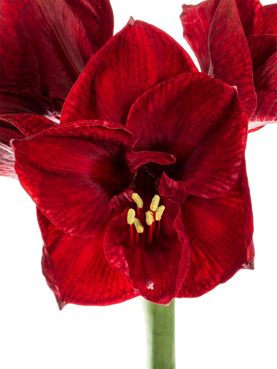 blumigo-amaryllis-tinto-night-schnittblume-dunkelrot-f-r-bodenvase image 1