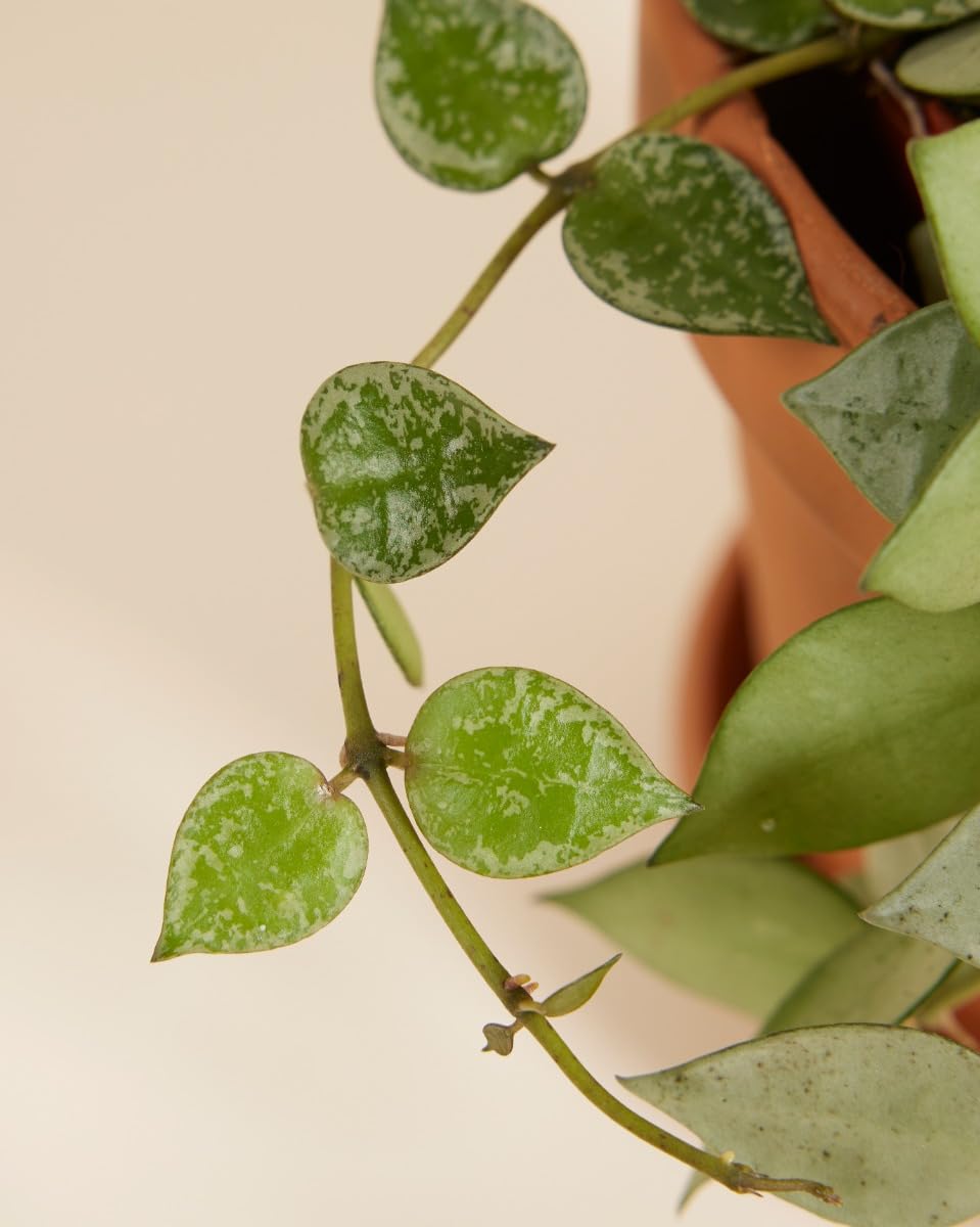 plnts-rareplnts-hoya-kroniana-eskimo-wachsblume-12cm-30cm image 3